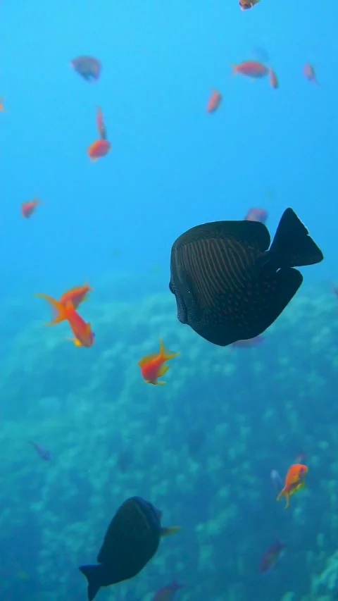 Aquarium Stock Footage 225433581