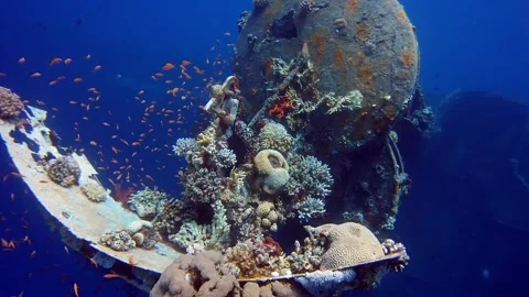 Aquarium Video stock 243433245