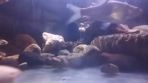 AQUARIUM Stock Footage 255791658