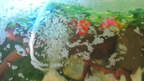 Aquarium Stock-Footage 279042186