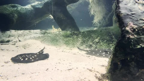 Aquarium Stock Footage 279726742