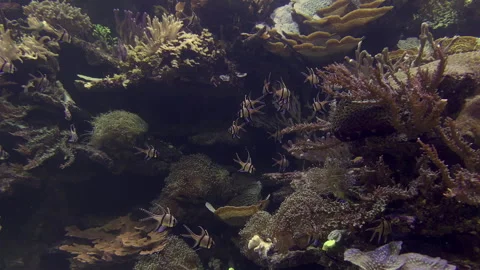 Aquarium Stock Footage 279727031