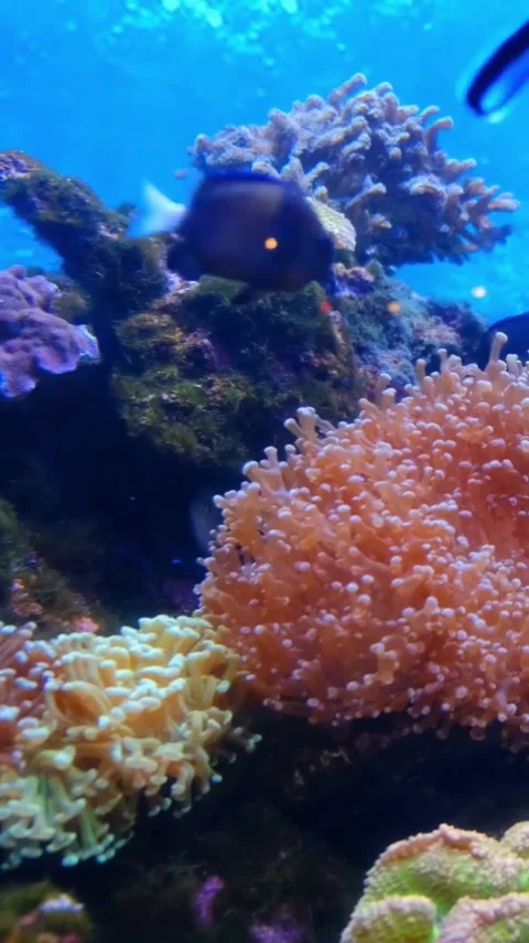Aquarium Stock Footage 303390183