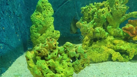 Aquarium Stock Footage 313300225