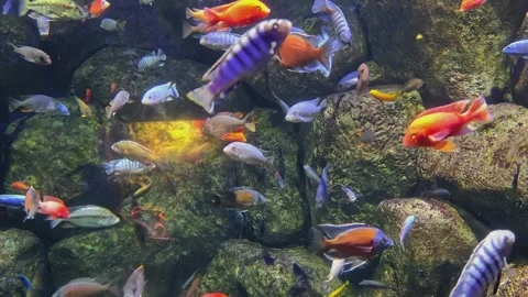 Aquarium Stock Footage 347996368