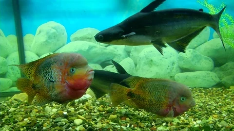 An aquarium with four big fish. Видео 74388959