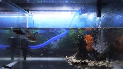 Aquarium goldfish Video stock 196991793