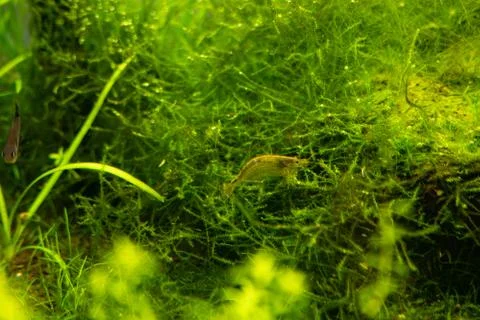 Aquarium green algae, elements of flora in the aquarium Stock Photos
