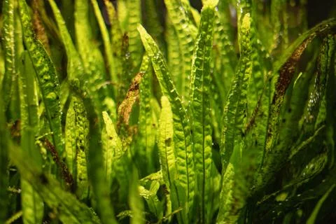 Aquarium green algae, elements of flora in the aquarium Stock Photos