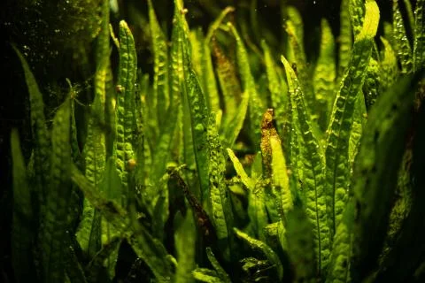 Aquarium green algae, elements of flora in the aquarium Stock Photos