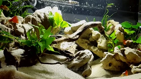 Aquarium Guppi Fish Stock Footage 134229842