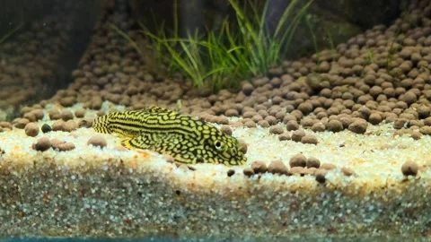 Aquarium Hillstream Loach Feeding on Stock Video Pond5