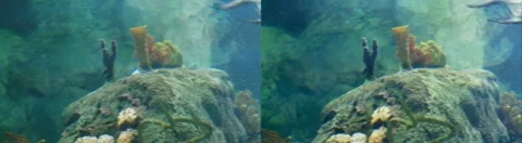 Aquarium II 3D Stock Footage