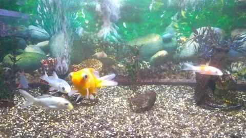 Aquarium life Stock Footage 221468149