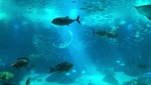 Aquarium in Lisbon Stockbeeldmateriaal 104657738