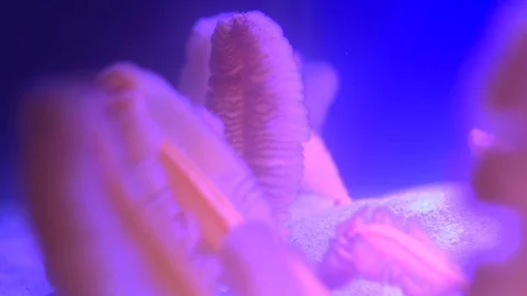 Aquarium Macro 動画素材 82911035