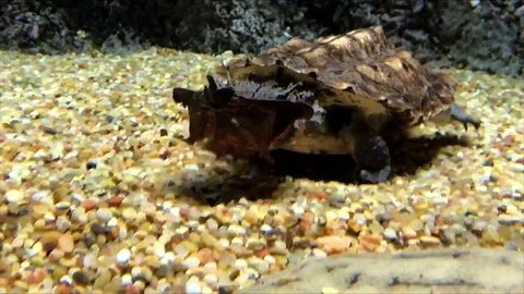 Aquarium Mata Mata Turtle Stock Footage 79066537