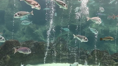 Aquarium of the Mediterranean Sea Stock Footage