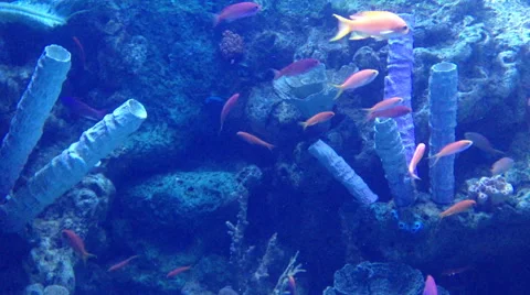 Aquarium – Misc Small Fish Stock Footage 47037090