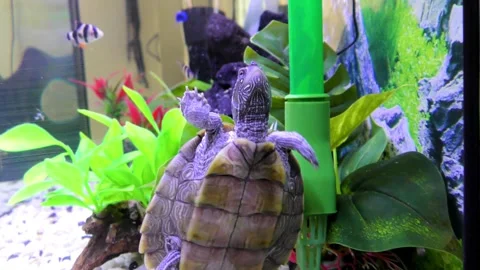 Aquarium , Mississippi Map Turtle Stock Footage 249603816