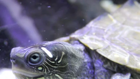 Aquarium , Mississippi Map Turtle Video stock 249604189