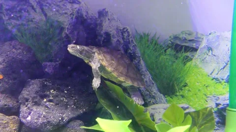 Aquarium , Mississippi Map Turtle Video stock 249604366