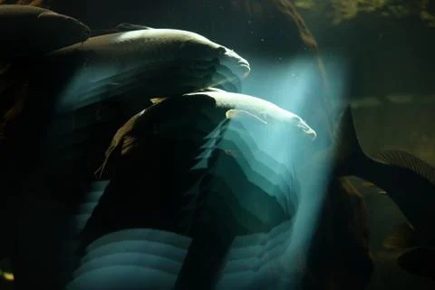 Aquarium optical effects Stock Photos