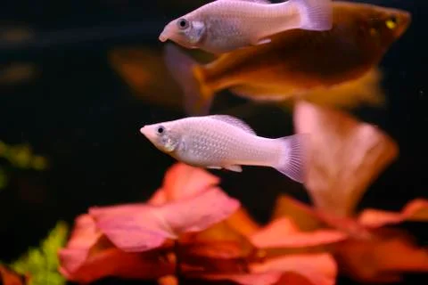 Aquarium Stock Photos