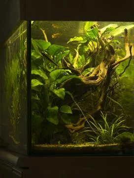 Aquarium Stock Photos