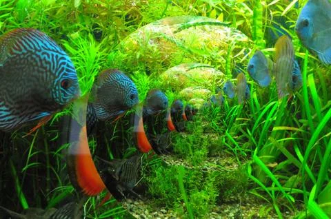 Aquarium Stock Photos