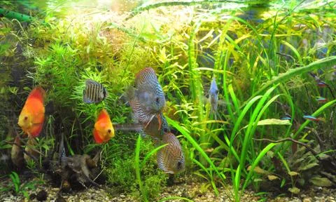 Aquarium Stock Photos