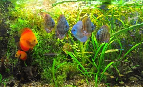 Aquarium Stock Photos