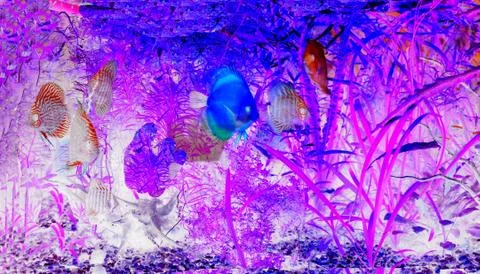 Aquarium Stock Photos