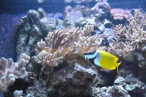 Aquarium Stock Photos