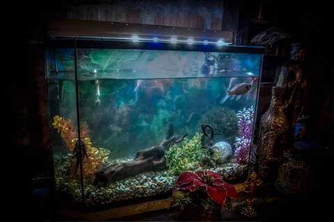 Aquarium Stock Photos