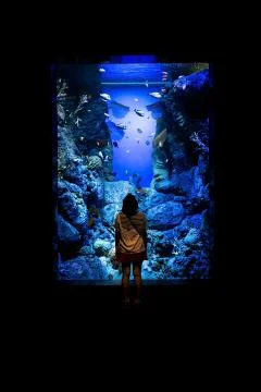 Aquarium Stock Photos