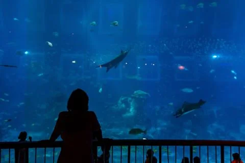 Aquarium Stock Photos