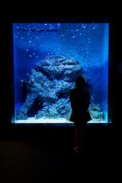 Aquarium Stock Photos
