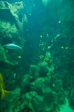 Aquarium Foto stock