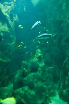 Aquarium Stock Photos