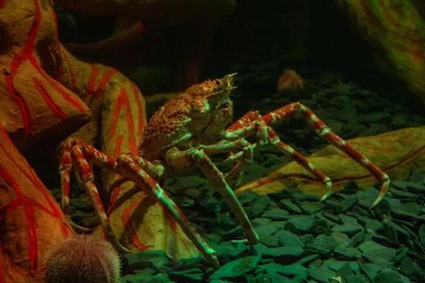 Aquarium Stock Photos