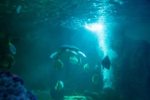 Aquarium Stock Photos