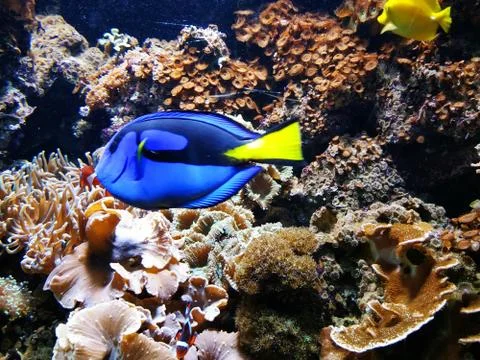 Aquarium Foto stock