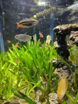 A Aquarium Stock Photos