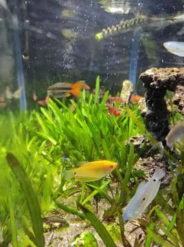 A Aquarium Stock Photos