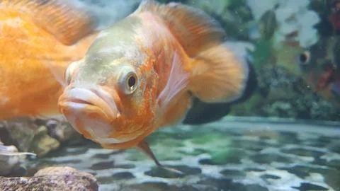 Aquarium Foto stock