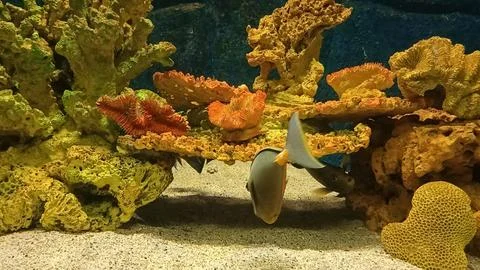Aquarium Stock Photos