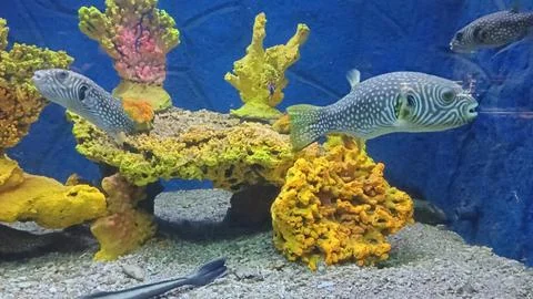 Aquarium Stock Photos