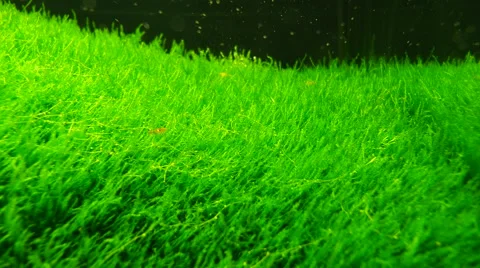 Aquarium plants background Stock-Footage 59782028
