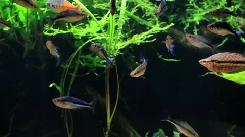Aquarium rainbow fish Stock Footage 202205319